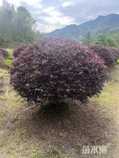 高度1500厘米红花继木