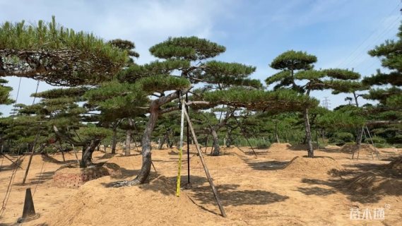 30公分造型油松