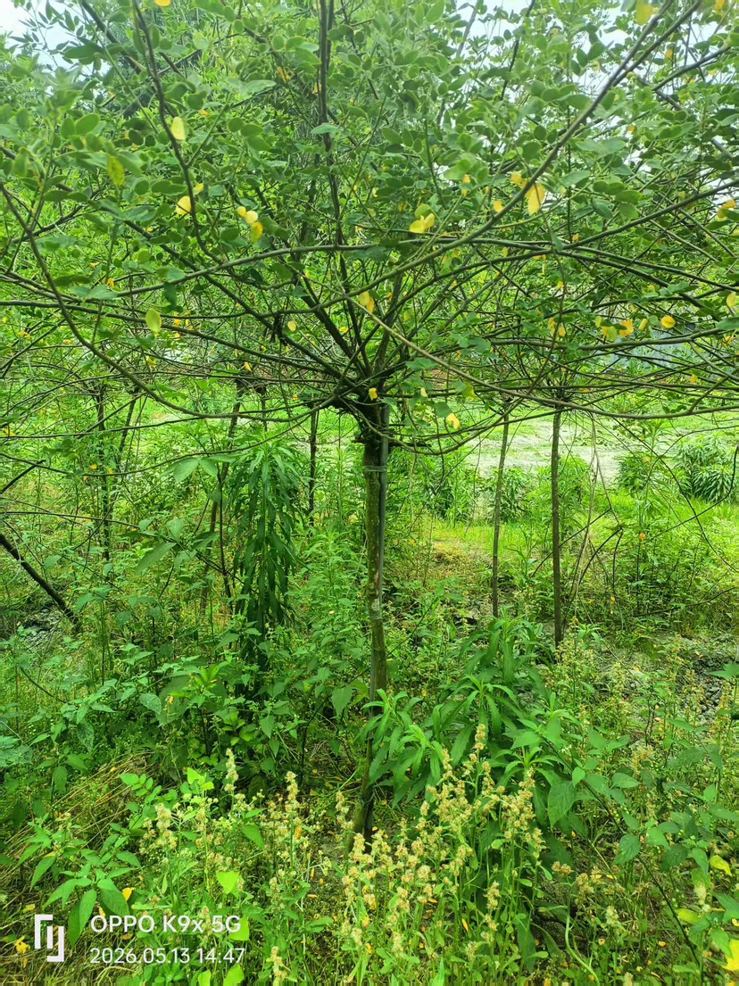 高度250厘米木芙蓉