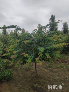 6公分连香树