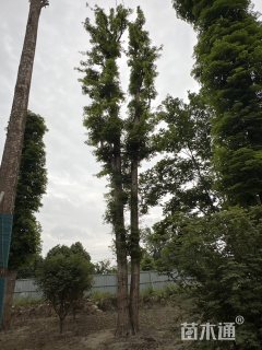 85公分金丝楠木