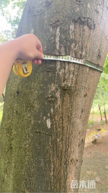 皂荚