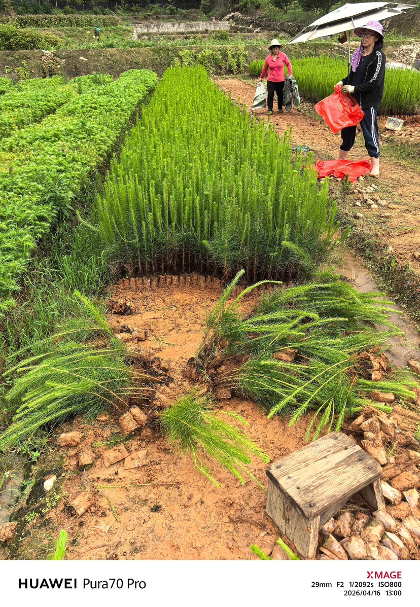 高度20厘米马尾松