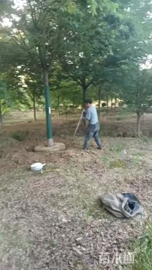 12公分榉树
