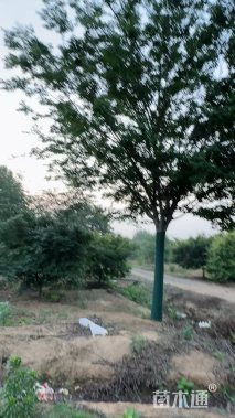 24公分榉树