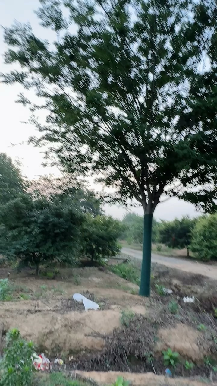 25公分榉树