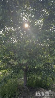 10公分早樱