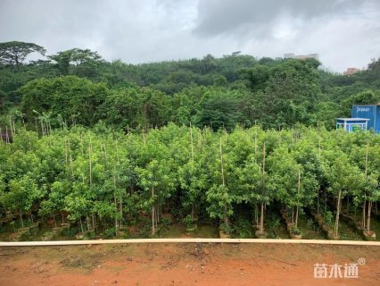3公分红果冬青