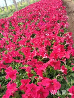 高度20厘米牵牛花