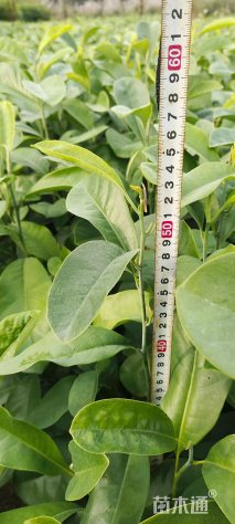 0.4公分深山含笑