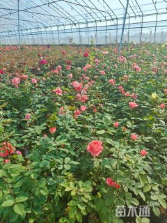 高度40厘米香水月季