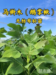 0.6公分马褂木