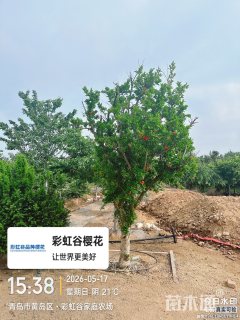 高度350厘米果石榴