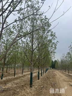 15公分鹅掌楸