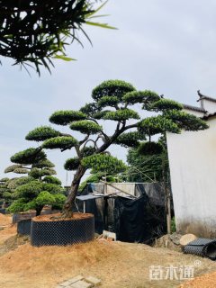 23公分罗汉松