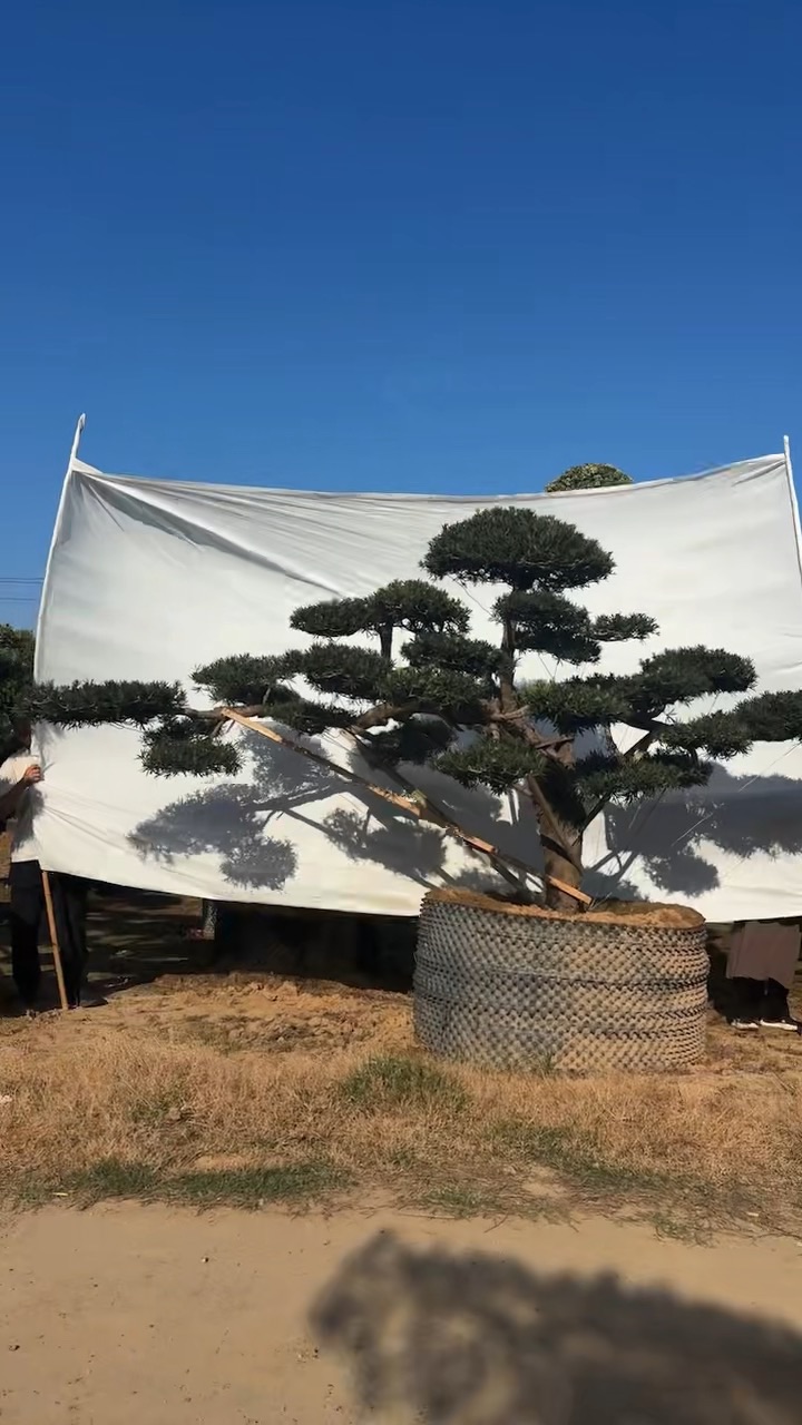 20公分罗汉松