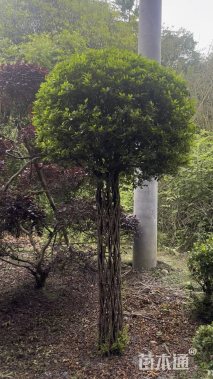 高度150厘米杜鹃