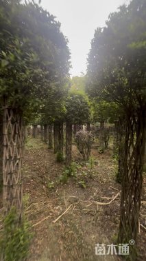 高度180厘米杜鹃