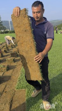 兰引三号草