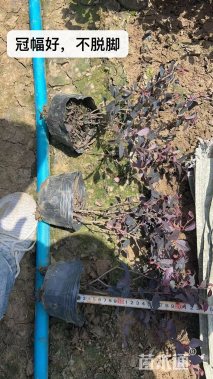 2公分红叶石楠
