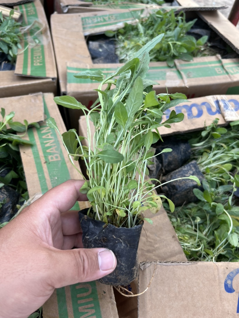 高度15厘米美丽月见草