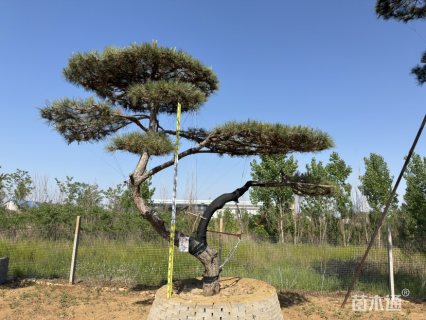26公分造型松