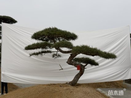 26公分造型松