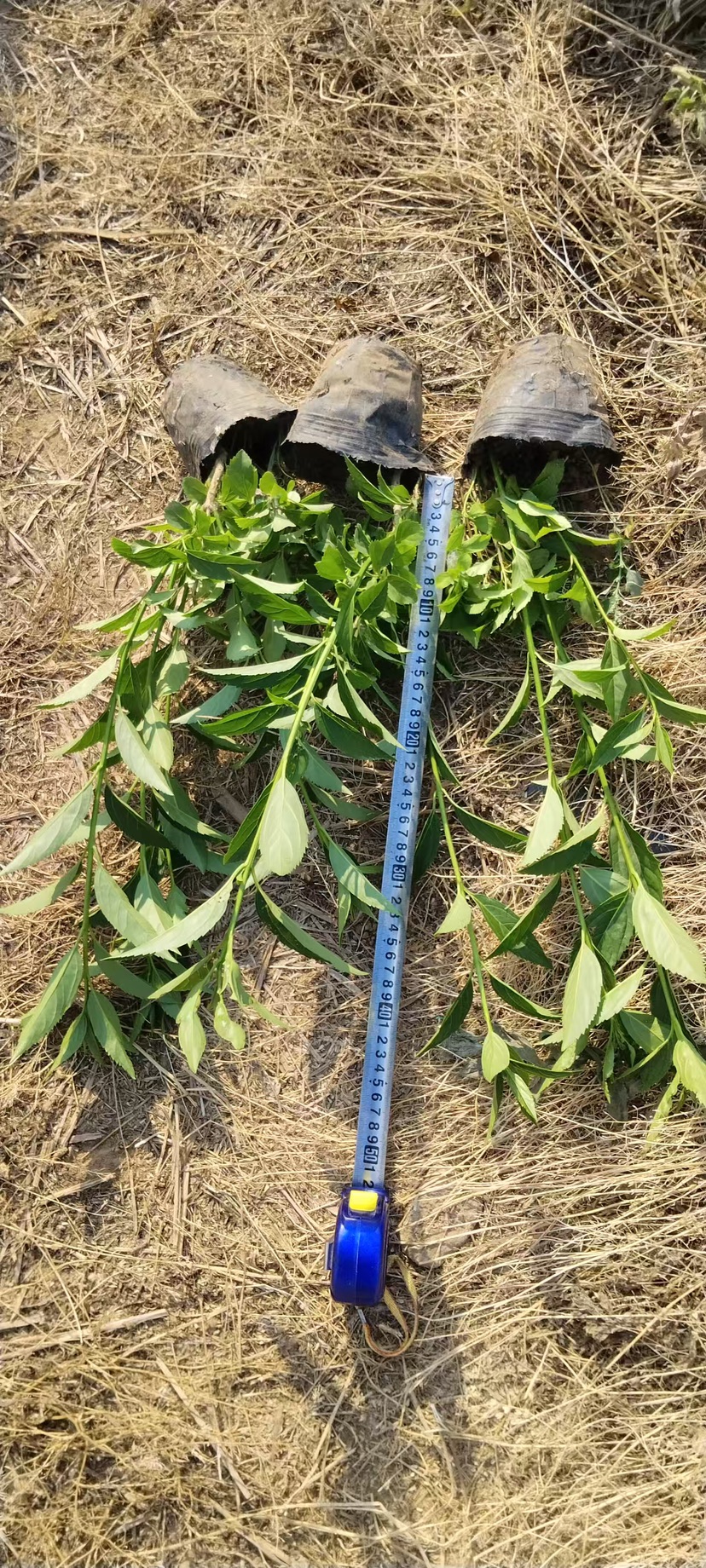 高度45厘米连翘