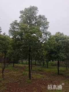 8公分香樟
