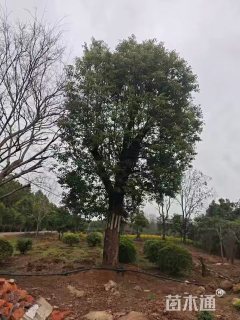 42公分香樟