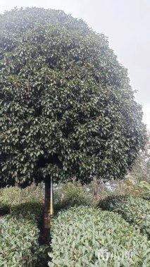 30公分桂花