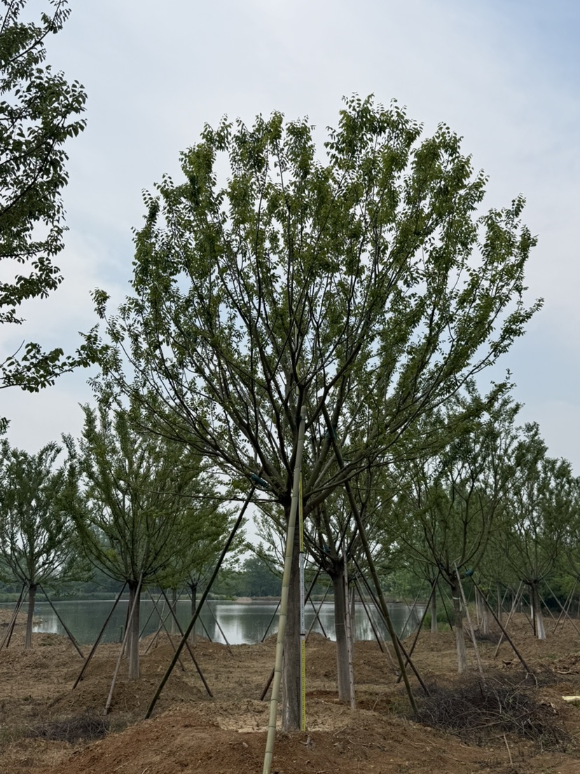 18公分朴树