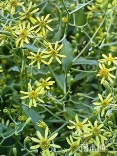高度80厘米菊状千里光