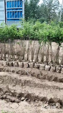 高度150厘米紫穗槐