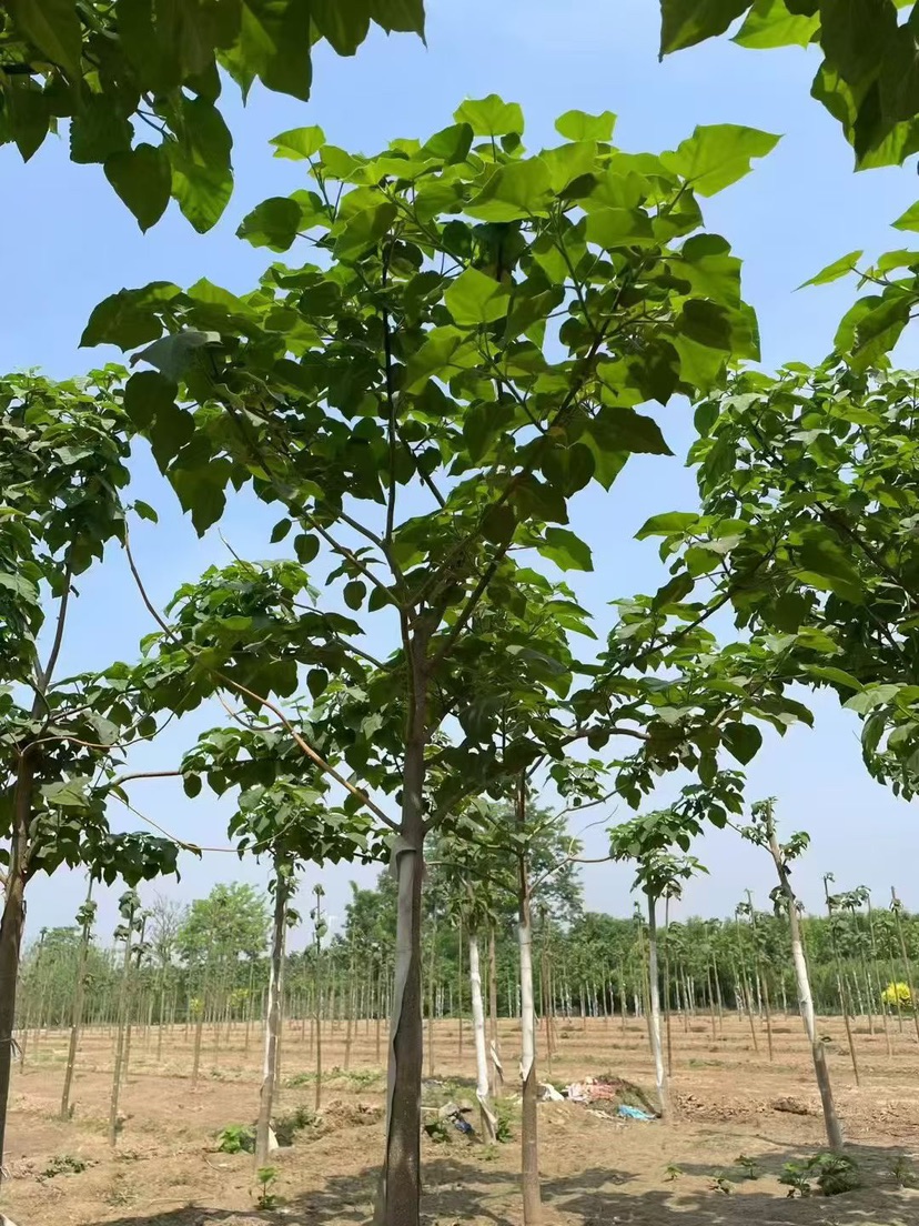8公分紫花泡桐