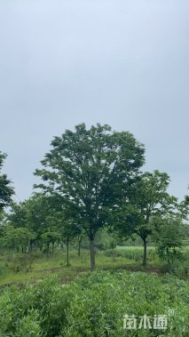 14公分紫叶李