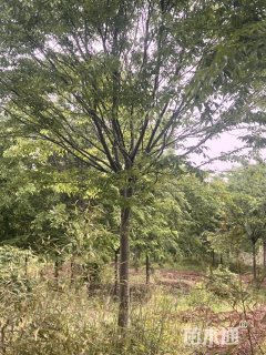 14公分榉树