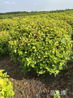 高度80厘米紫叶风箱果球
