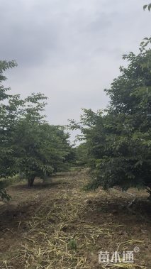 15公分樱花