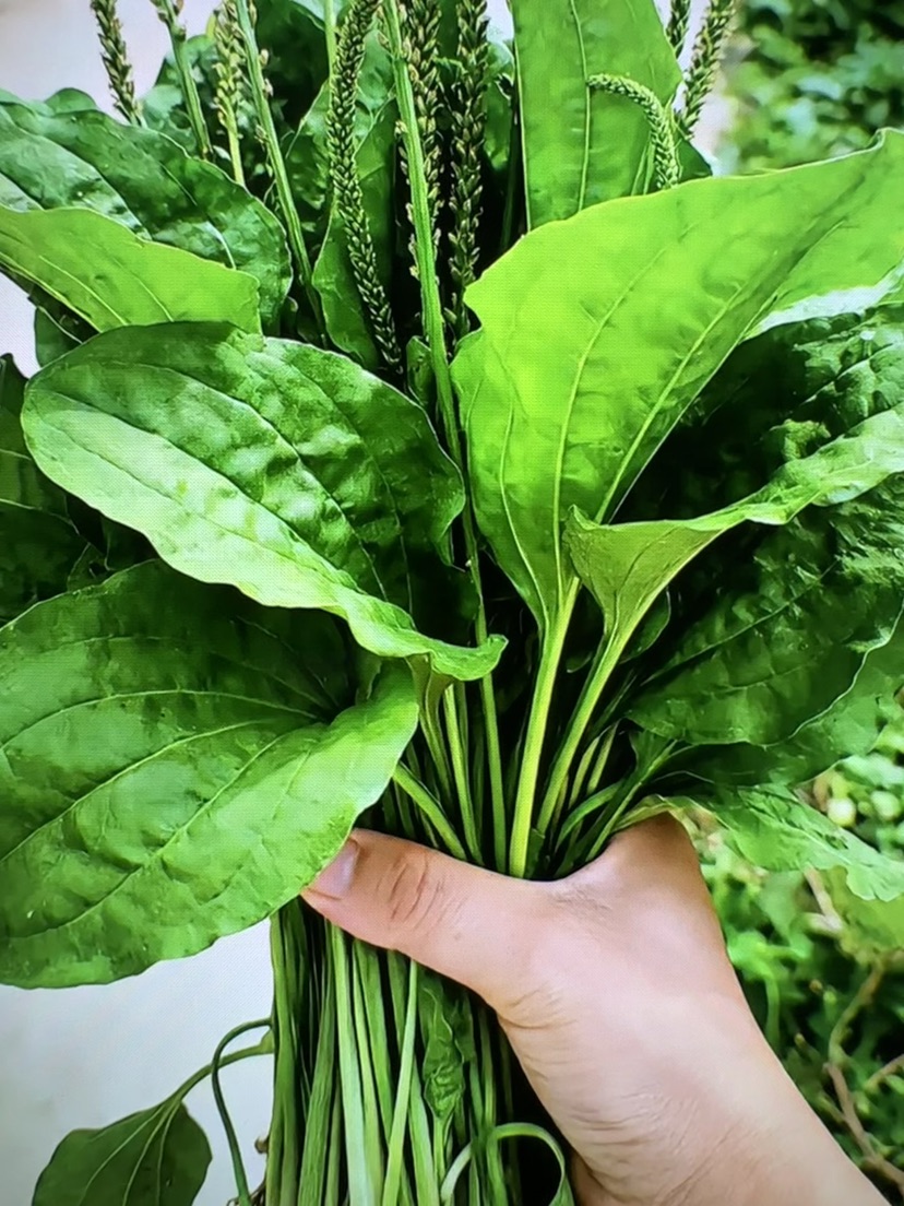 高度28厘米车前草