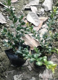 高度30厘米龟甲冬青