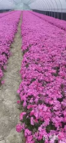 高度18厘米丛生福禄考