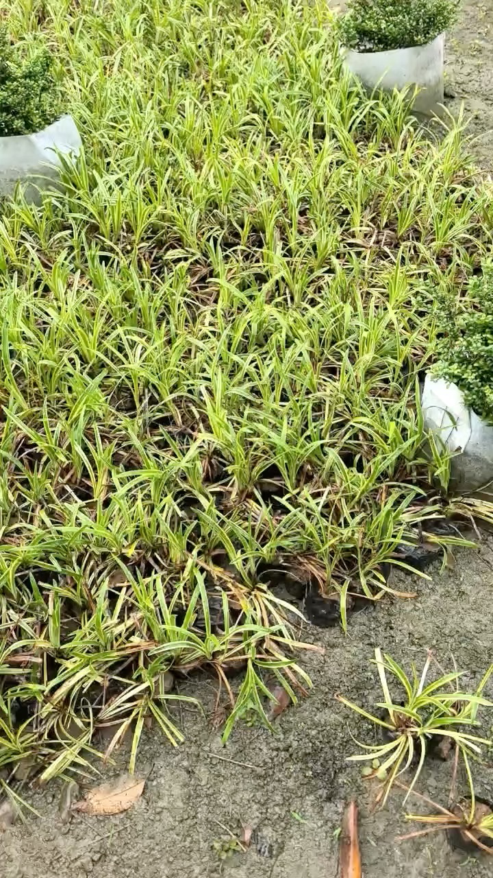 高度20厘米兰花