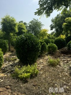 冠幅120厘米卫矛球