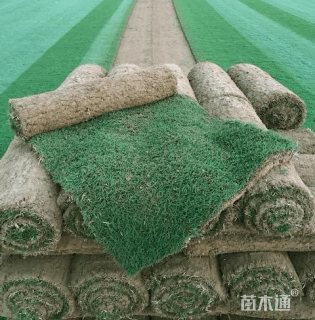 草毯