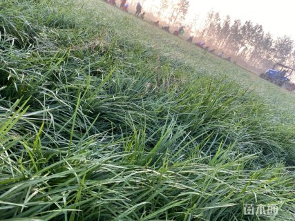 高度25厘米中叶麦冬