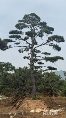 造型黑松