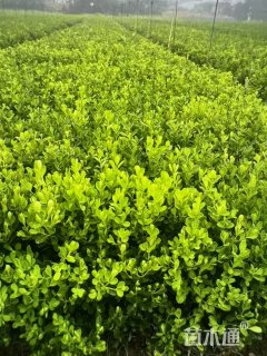 高度45厘米豆瓣黄杨