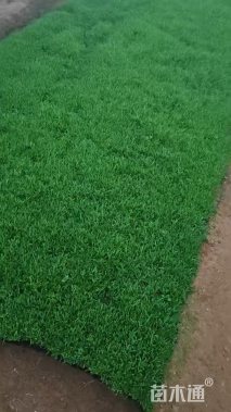 高度10厘米地被石竹