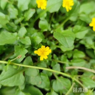 稻槎菜‌
